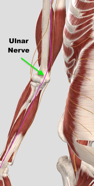 The Lifters Guide To Elbow Pain Squat University