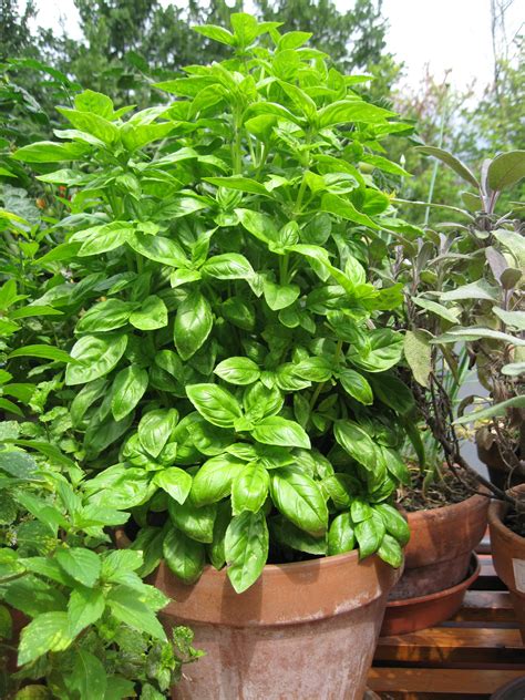 Basil Plant Lore