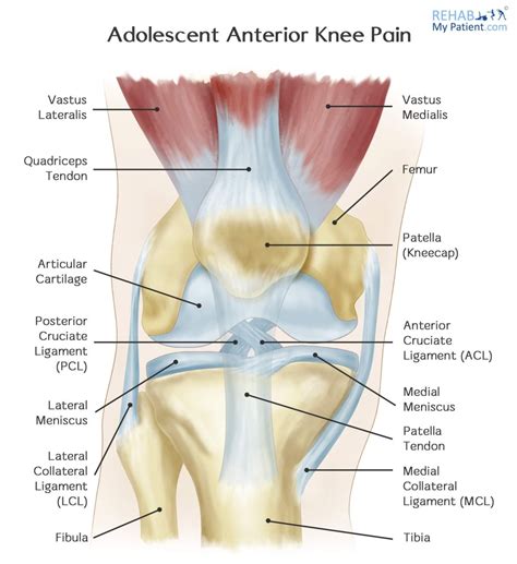 Anteromedial Knee Pain Guide Anteromedial Knee Pain Symptoms Causes