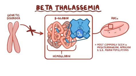 Beta Thalassemia Video Anatomy Definition And Function Osmosis