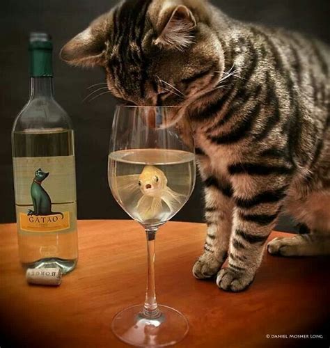 Cat Wine Cat Wine Cute Cats Cats