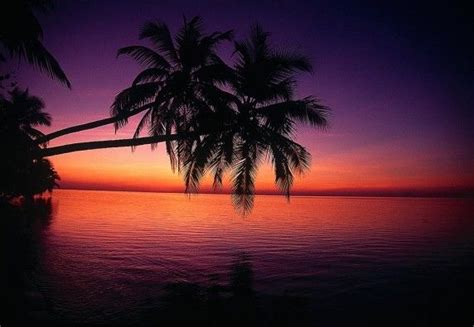 Palm Tree Purple Sunset Palm Tree Sunset Beach Mural Tropical