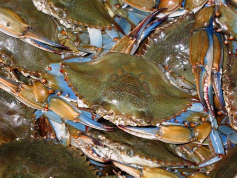Fun Facts About Blue Crabs Costas Inn