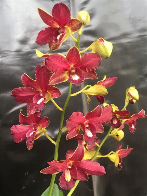 Dendrobium Kingianum Red Orchid Flowers