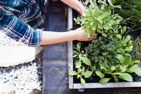 Learn How To Grow Veggies Fruits And Herbs In Your Backyard