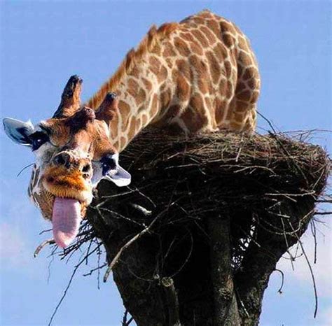 Dark Roasted Blend Suddenly Giraffe Funny Pics