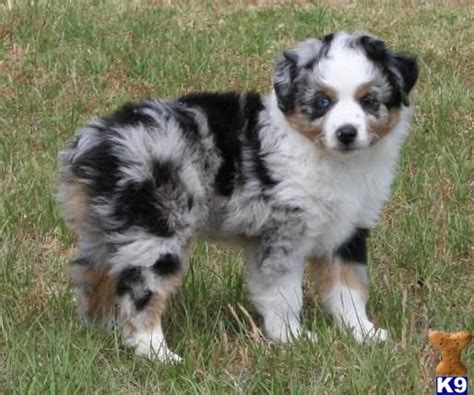 The breed's principal forebears were most likely spanish dogs that accompanied the basque shepherds and herds of fine merino sheep exported to both america and australia in the. Mini Australian Shepherd Puppy For Sale Near Me