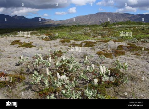 Iceland Scenery Vegetation Stock Photo Alamy