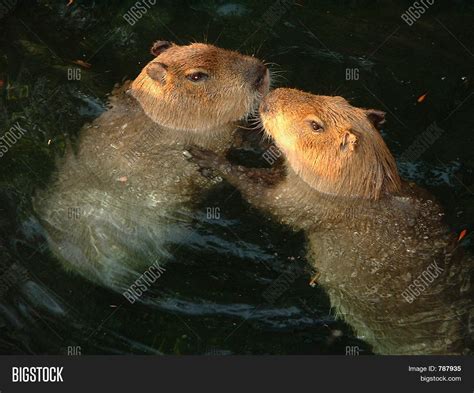 Capybaras Love Image And Photo Free Trial Bigstock