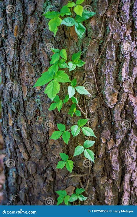 Poison Ivy Toxicodendron Radicans Stock Image Image Of Leaves