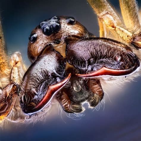 Interview Close Up Photos Of Insects Looking Like Aliens Straight Out