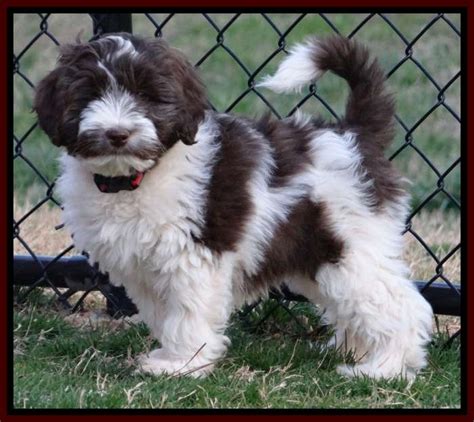 Your new best friend awaits! Southern Charm Labradoodles - American and Australian ...