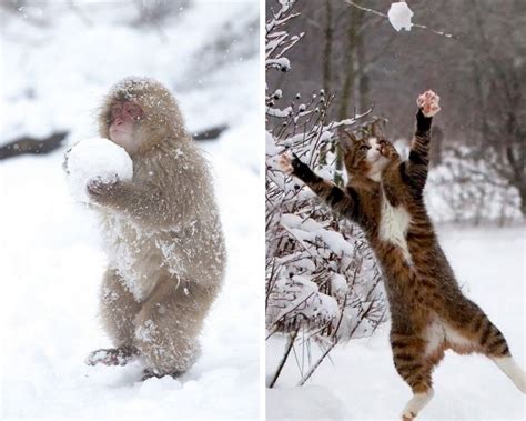 Start The Season With These Pictures Of Adorable Animals Enjoying Their