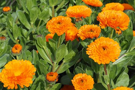 How To Grow Calendula A Unique Annual With All Season Flower Power