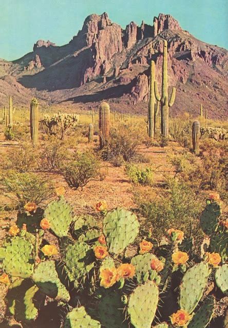 Cactus Flower Bloom Landscape Desert Life Scenery