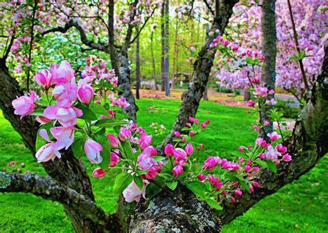 Tavaszi Tájképek Judas Tree Planting Flowers Tree