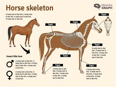 Horse Skeleton Infographic Templates