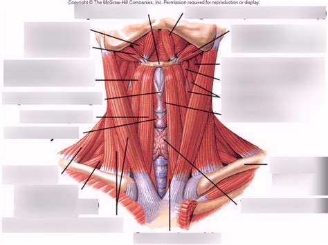 Jaw Muscles Underneath And Front View Of Neck Diagram Quizlet