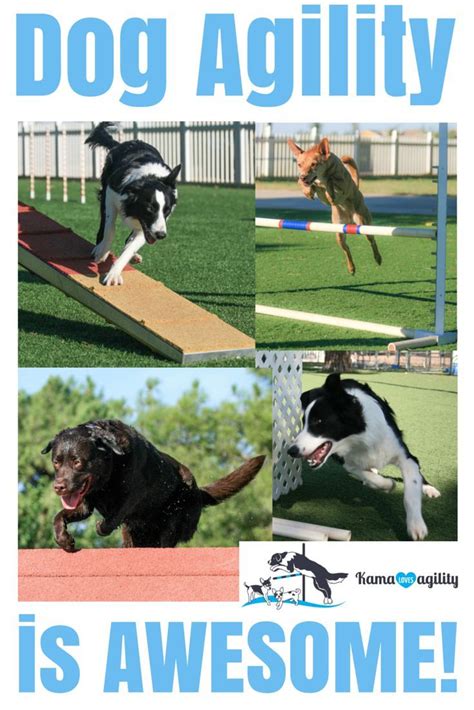 Agility Training For Dogs Best Dog Training Dog Agility Doberman