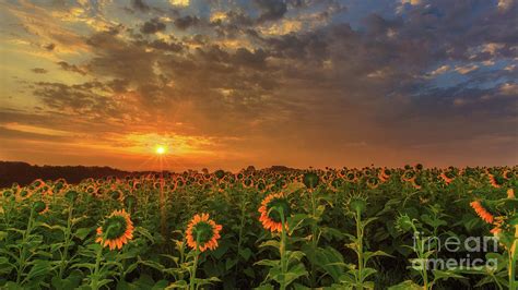 Sunflower Peak Photograph By Andrew Slater Fine Art America