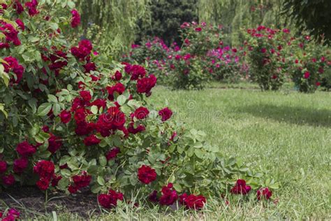 Bushes Of Red And White Roses In The Garden Stock Image Image Of
