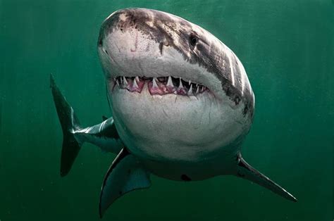 The Vineyard Gazette - Martha's Vineyard News | Shark Research Booming ...