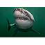 The Vineyard Gazette  Marthas News Shark Research Booming