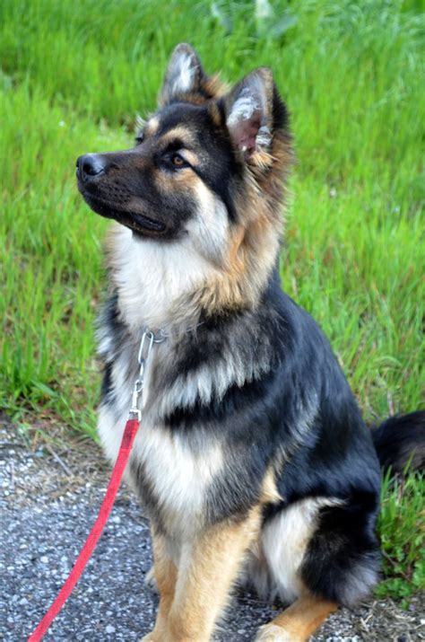 Due to its intelligence, it can learn all tricky things quickly and rapidly. German Sheperd Husky mix | animals | Dogs, German shepherd ...