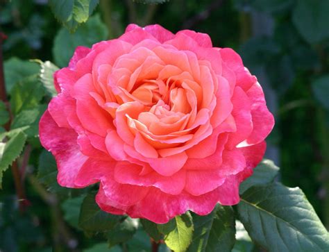 Summer Rose Care Tips 1000s In Bloom At Heirloom Roses