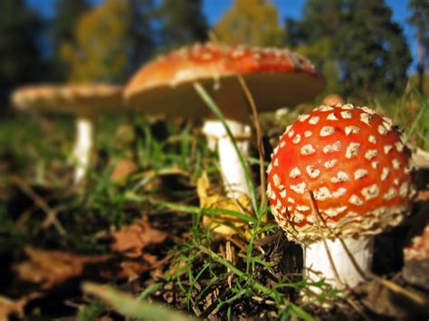Panoramio Photo Of Autumn Mushrooms