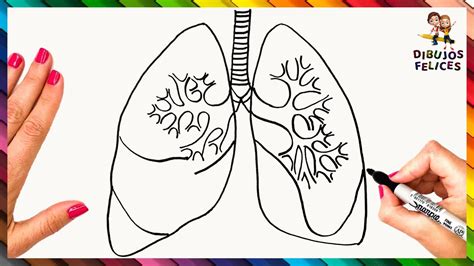 Cómo Dibujar Unos Pulmones Paso A Paso Dibujo Fácil De Pulmones Youtube