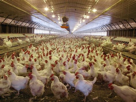 However, in the 1990s, large plantation. Oklahoma Farm Report - Chicken Industry Adds 21,000 New ...