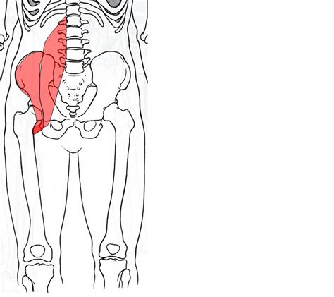 The red lines show where the tendons attach the muscles to the bones. Anatomy Hip Joint Muscles - ProProfs Quiz
