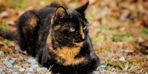 Top 100 Image Long Haired Tortoiseshell Cat Vn