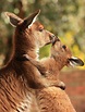 Kangaroo mother hugging her joey | Animals beautiful, Animals wild ...