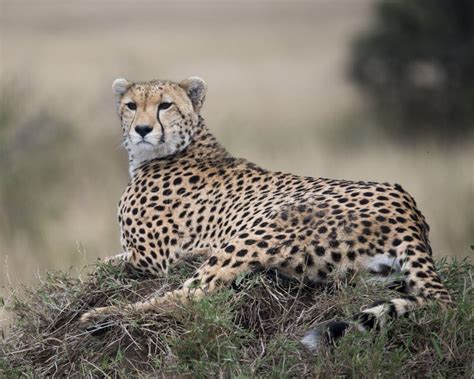 Closeup Of One Adult Cheetah Resting On Top Of A Grass Covered Mound