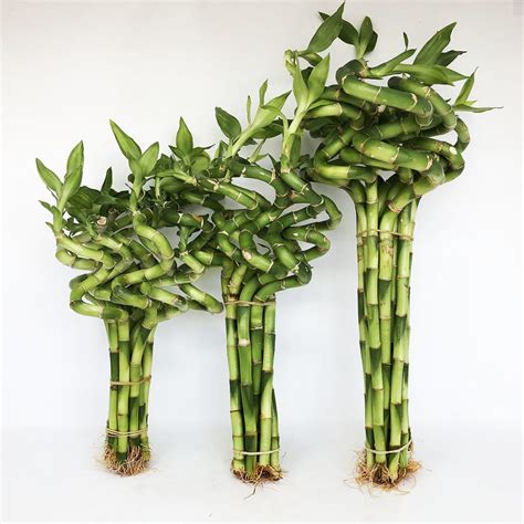Lucky Bamboo Plant Best Feng Shui Plant Decor For Home