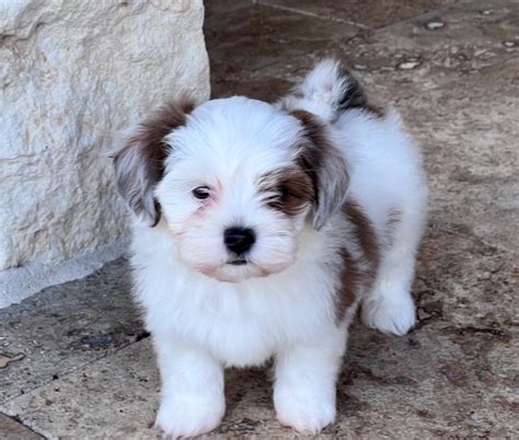 Available Puppies Delightful Havanese