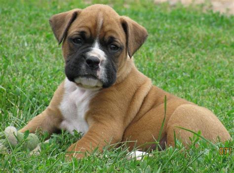 Pitbull Boxer Combine Puppies Pitbull Boxer Mix Boxer Canine