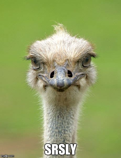 Ostrich Images Imgflip