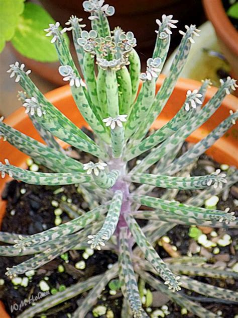 Succulent Nicknamed Mother Of Thousands Tiny Plantlets Grow On The