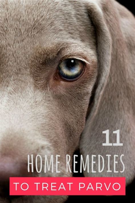 11 Working Home Remedies To Get Rid Of Parvo Treat The Dog At Home