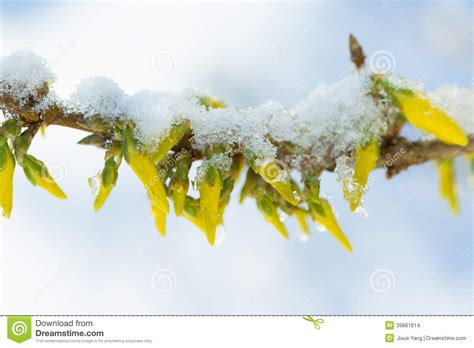 Snow Covered Daffodil Stock Photo Image Of White Spring