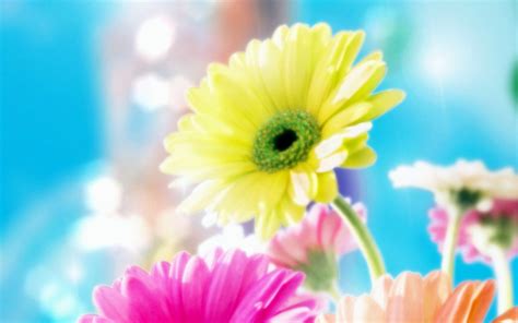 Free Download Beautiful Flowers Wallpapers Desktop Free Download All