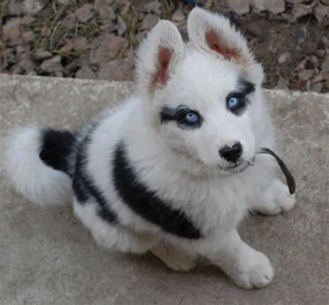 Bear is a beautiful husky pup whose mother is full siberian husky and father is alaskan husky. corgi husky mix puppies for sale in missouri - Google ...