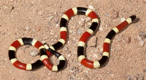 10 Weird Facts About Snakes You Probably Dont Know Page