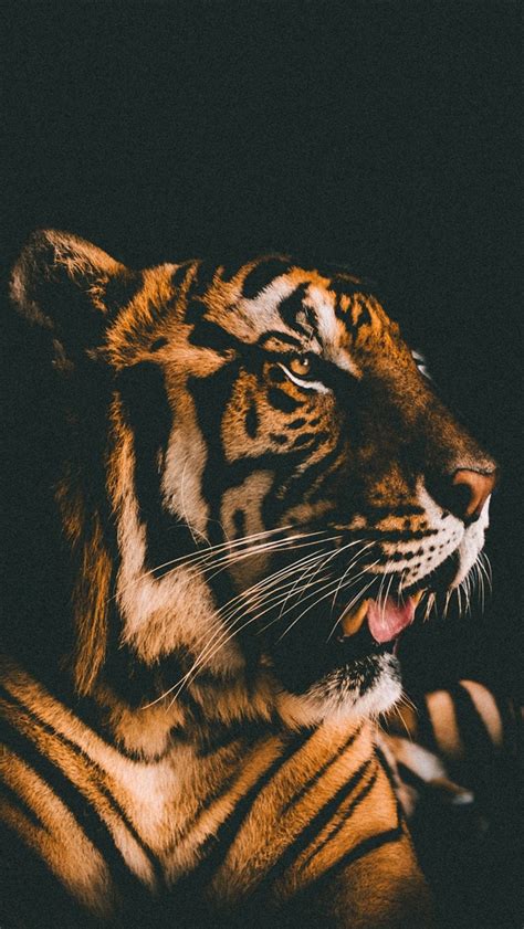 Baixe e use 50,000+ fotos profissionais de animal gratuitamente. Papel De Parede Tigre Preto - papel de parede