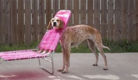 Silly Dogs That Get Stuck In The Funniest Places