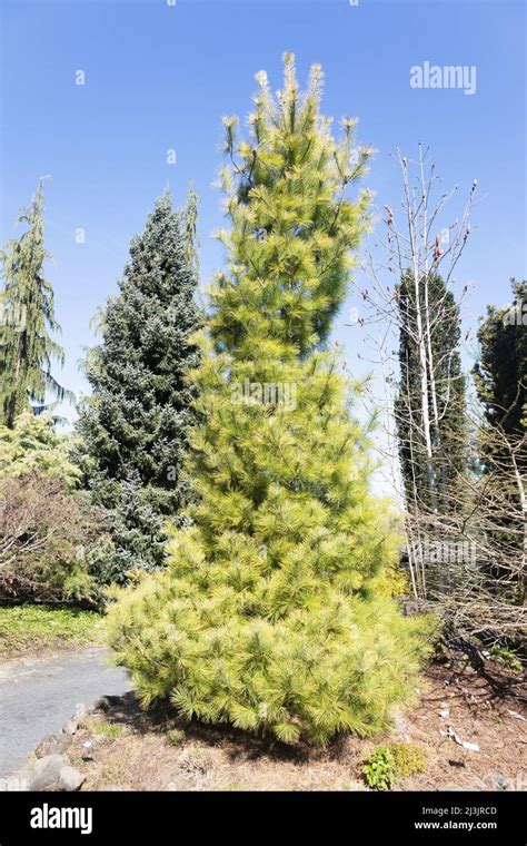 Pinus Strobus Louie Eastern White Pine Tree Stock Photo Alamy
