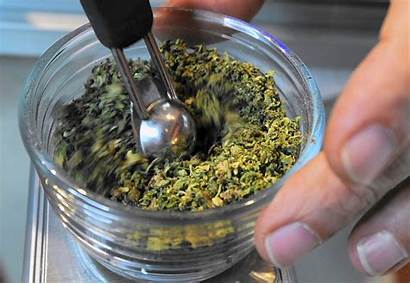 Marijuana Medical Cannabis Research Plants Pa State